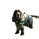 Besto Dog buoyancy aid Deluxe